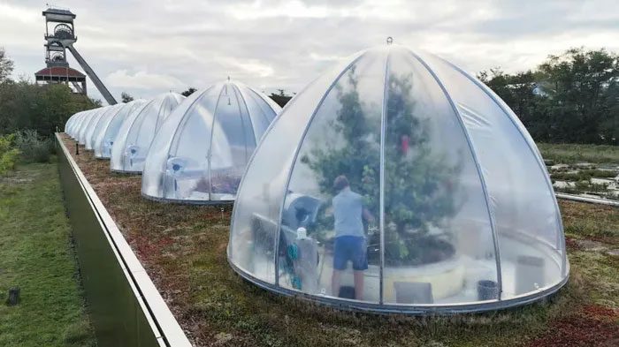 Pears grown in transparent domes at the Ecotron research facility.