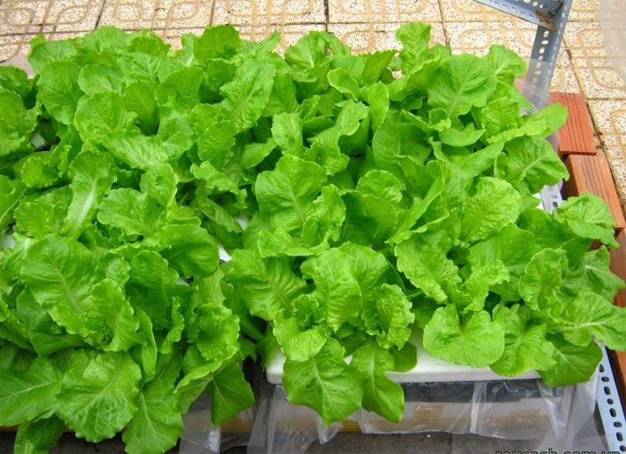 Growing Clean Vegetables at Home