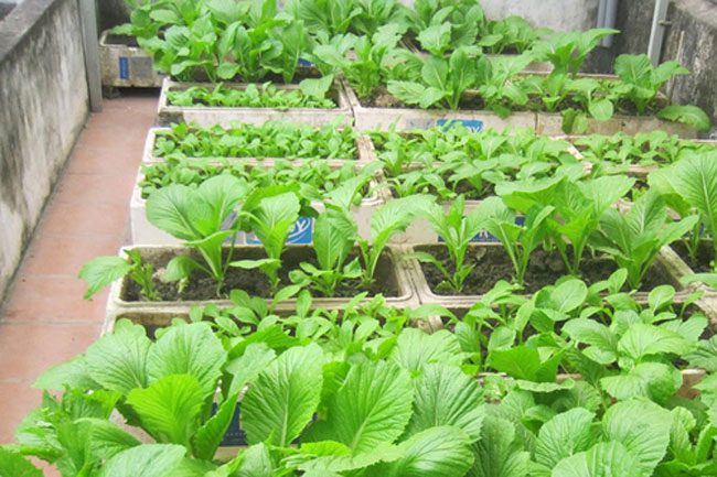 Growing Clean Vegetables in Foam Boxes on the Rooftop