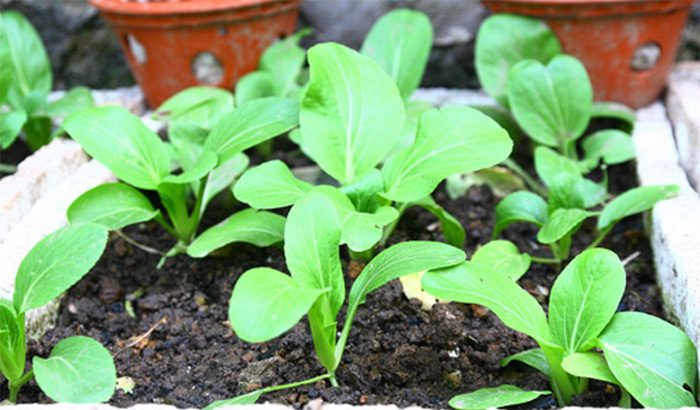 Green Leafy Vegetables Can Be Sown or Planted with Seedlings