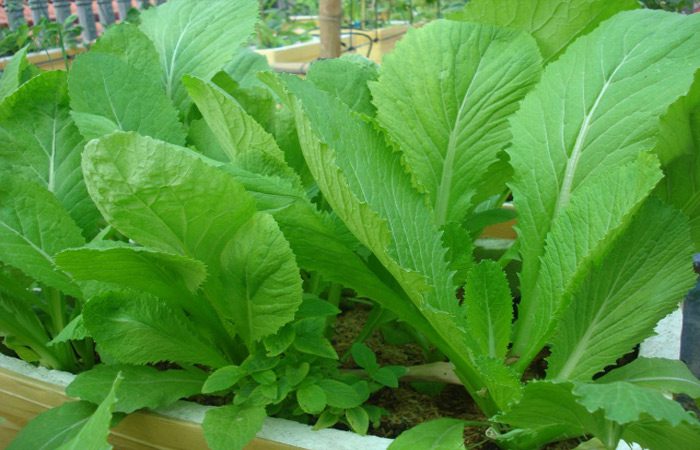 Harvesting Vegetables