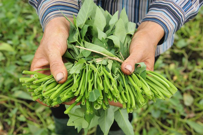 Growing Water Spinach in Foam Boxes