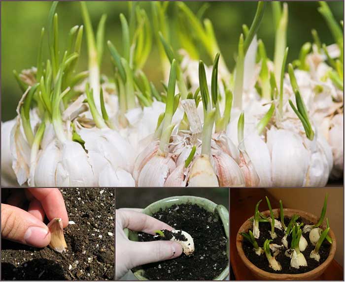 Utilize sprouted garlic cloves for planting.