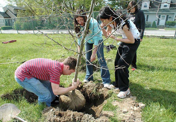 Should the soil ball protective cover be removed when planting trees?