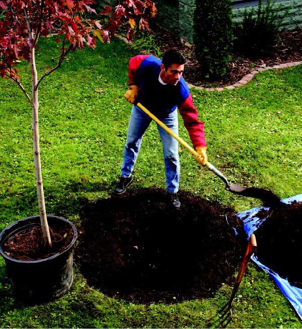 Should the soil ball protective cover be removed when planting trees?