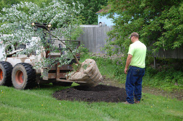 Should the soil ball protective cover be removed when planting trees?