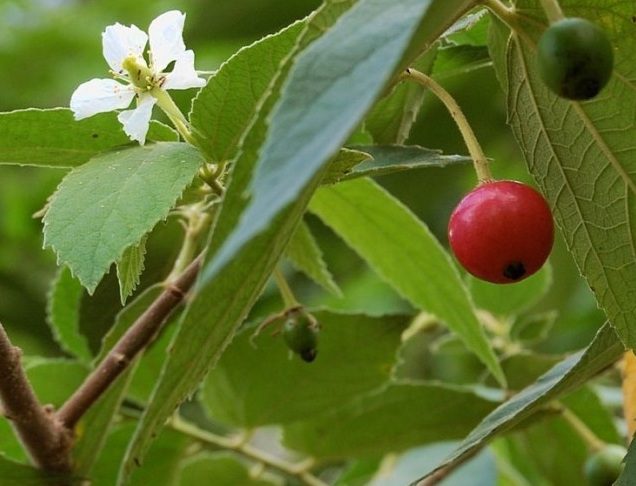 The leaves, branches, and egg fruit all have properties against cancer.