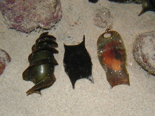 Different types of shark eggs.