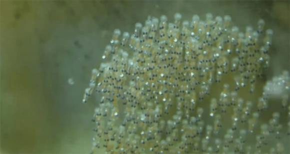 Many aquatic birds can carry fish eggs while drinking and resting by the pond.