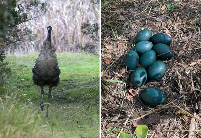 Coastal Emu (left) and Emu egg nest (right)