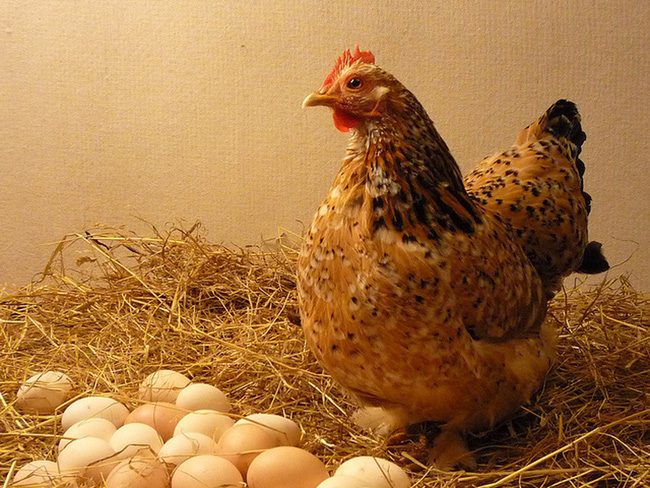 Chickens can lay eggs every day, but not all eggs will hatch