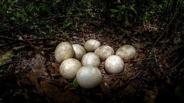 Turkey eggs are completely edible.