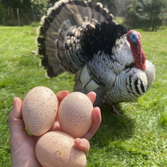 Turkey egg production is far inferior to that of regular chickens.