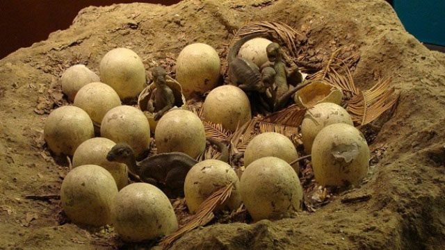 Dinosaurs laid eggs in a circular pattern in a deep nest dug in the ground.