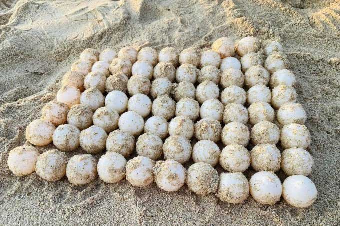 75 rare sea turtle eggs collected to be taken to the nesting site.