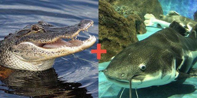 What would happen if crocodile genes were transferred to catfish?