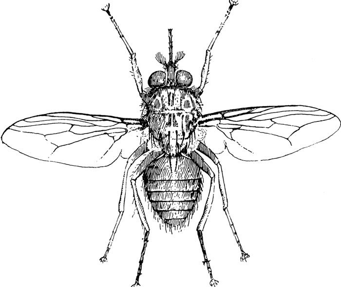 tsetsefly