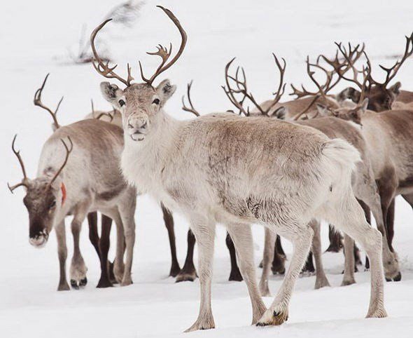 Reindeer are exclusively herbivorous animals.