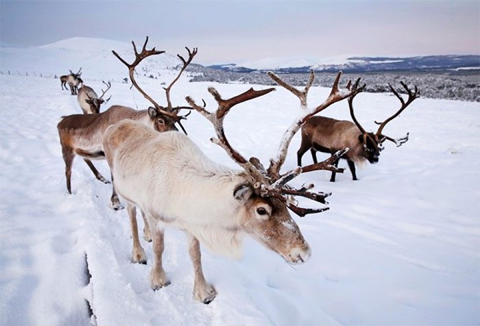 Male reindeer shed their antlers at the end of the mating season (early December).