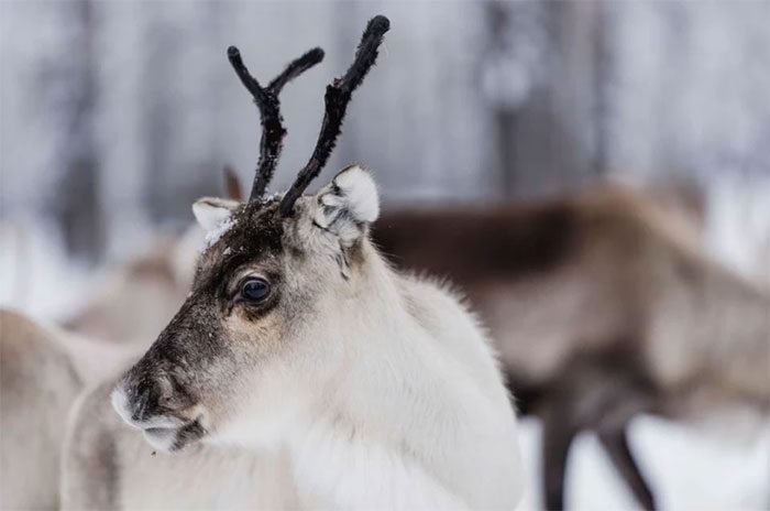 Reindeer can change their eye structure to find food better and escape from predators.