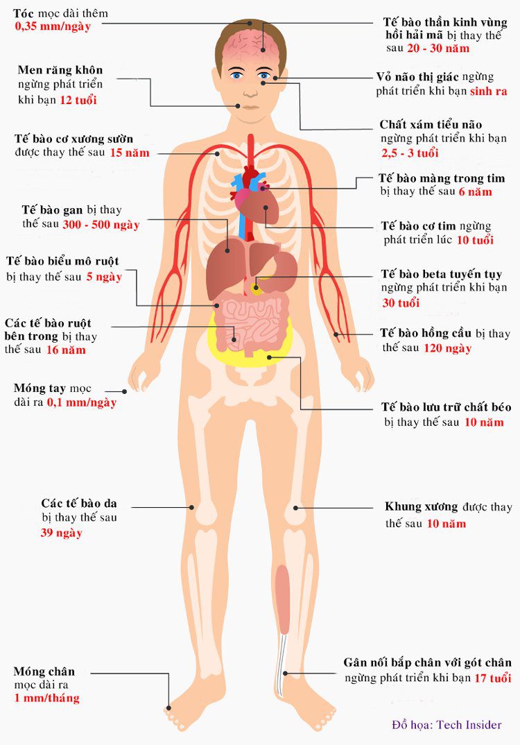 Liver cells change after 300-500 days, while skin cells are replaced after 39 days.