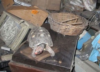 turtle missing for 30 years family shocked to discover living in an unexpected place 120632