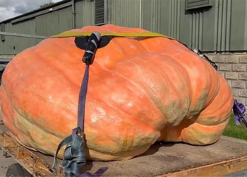 two farmers grow giant watermelon weighing over 1000kg 137007