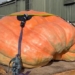 two farmers grow giant watermelon weighing over 1000kg 137007