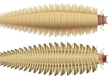 two headed monster 300 million years old like a car 137260