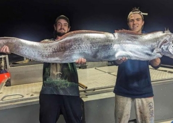 two men catch giant catfish 137002