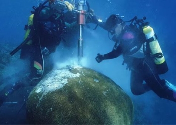 type of corals that can open the door to the past of the ocean 136590