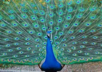 types of peacocks and the most exciting discoveries 67257