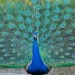 types of peacocks and the most exciting discoveries 67257