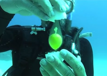 underwater egg hatching video 52870