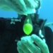 underwater egg hatching video 52870