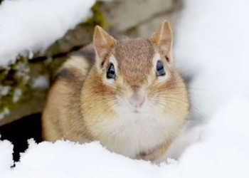 unique techniques helping animals stay healthy during winter 138304