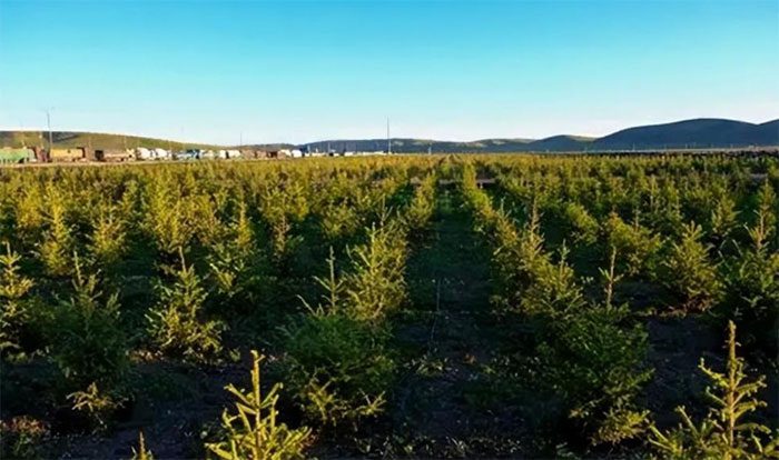 The number of saplings in Nagqu has increased to over 300,000.