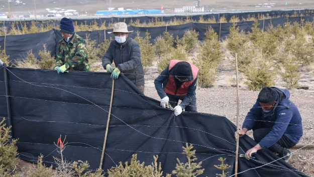 Researchers and the people of Nagqu are determined to green the city.