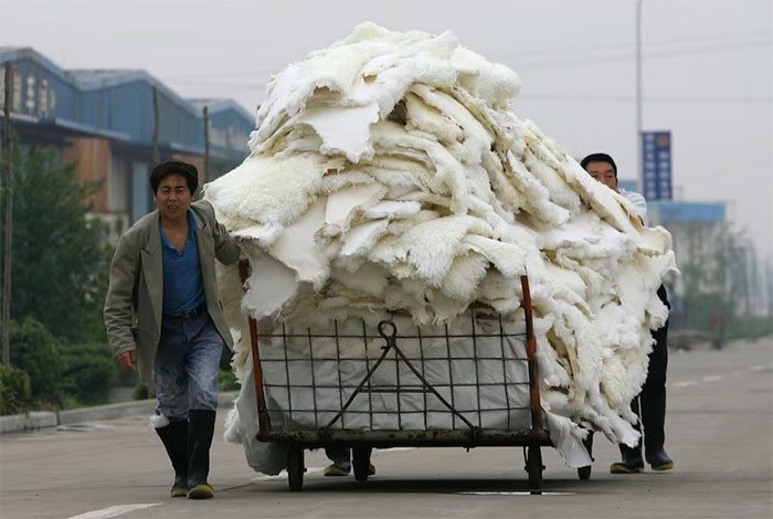 Two workers transporting fur at a factory in Henan Province, China.