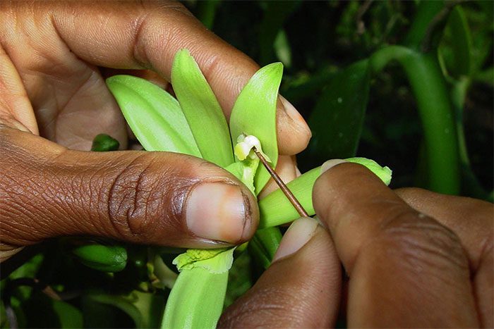 99% of vanilla in the world is pollinated by hand.