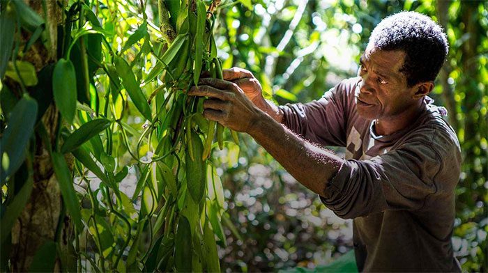 Vanilla crops are also heavily affected by natural disasters.