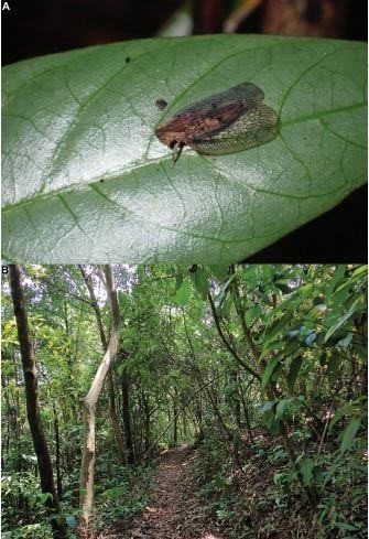 The Connelicita bachmaensis species discovered in Bach Ma National Park