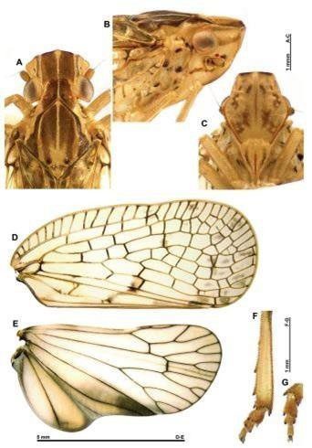 The Connelicita phongdienensis species