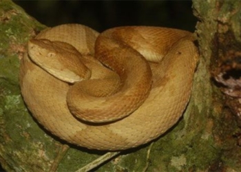 venomous snake with the most dangerous effects on victims 56953