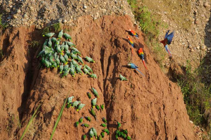 Parrots gathering at a clay lick in the Tambopata National Reserve, Peru.