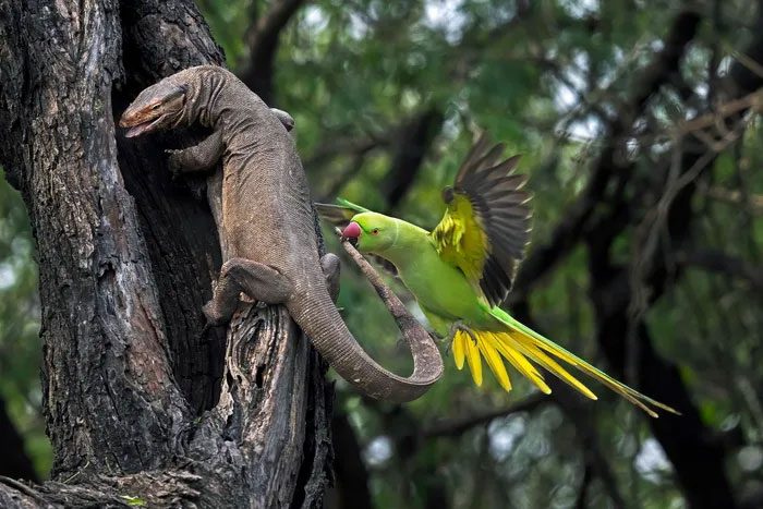 Parrot Biting Lizard's Tail