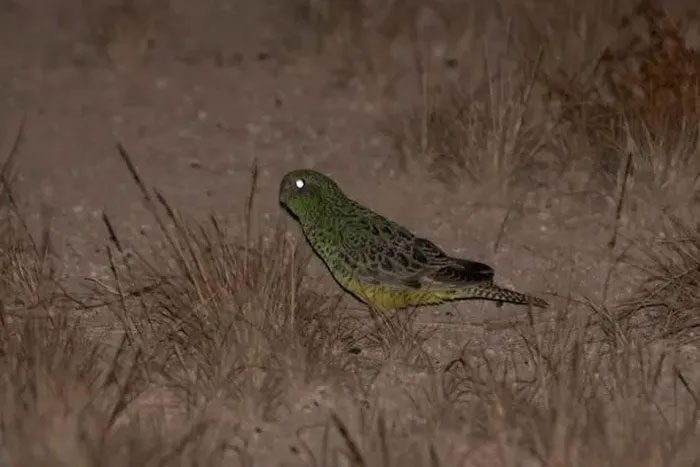 A population of up to 50 extremely rare night parrots has been discovered.