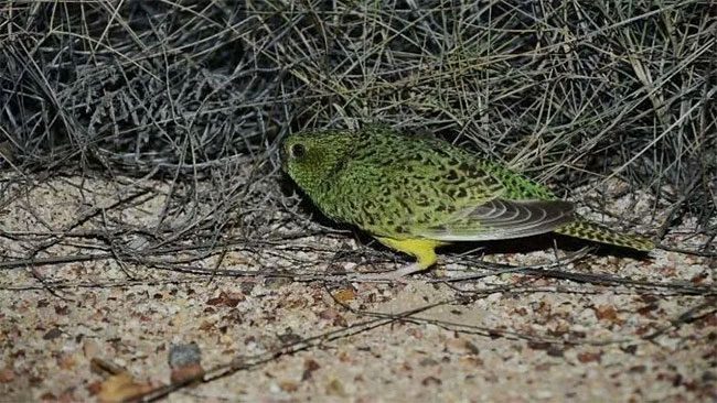 Night parrots sheltering in grass to sleep during the day