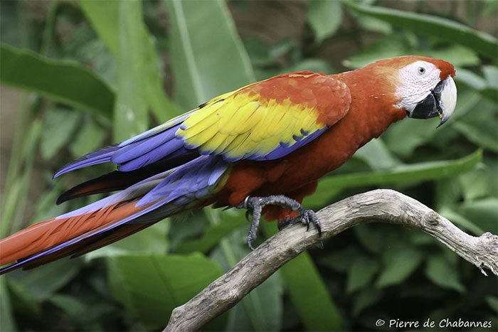 Scarlet Macaw (Ara macao) with three distinctive colors: yellow, red, and blue