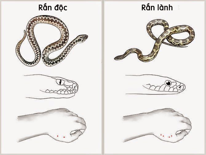 If it is a venomous snake, there will definitely be one or two fang marks.